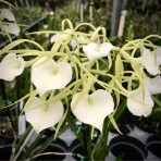 Brassocattleya Little Star-Flowering Size